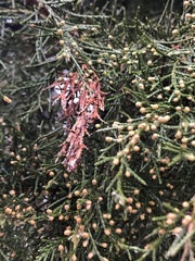 Pestalotiopsis funerea