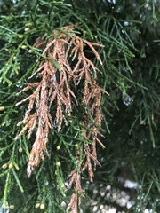 Pestalotiopsis funerea