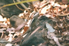 Lophognathus gilberti