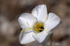 Leptosiphon chrysanthus decorus