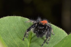 Carrhotus xanthogramma