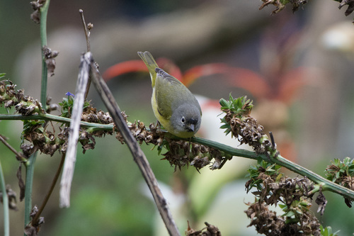 Calaveras Warbler