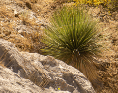 Dasylirion acrotrichum