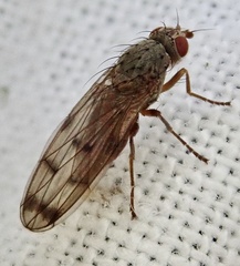 Palloptera scutellata