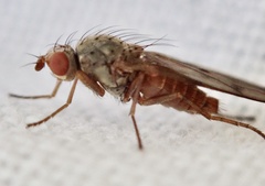 Palloptera scutellata