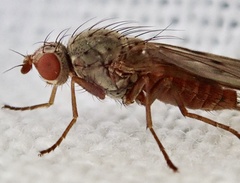 Palloptera scutellata