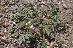 Chylismia claviformis claviformis