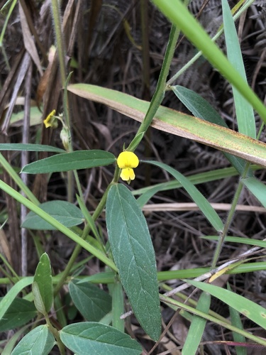 Crotalaria breviflora