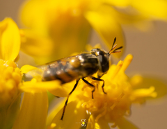 Copestylum marginatum