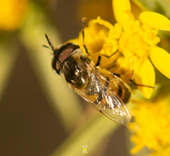 Copestylum marginatum