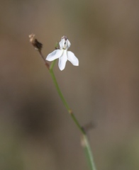 Lobelia capillifolia