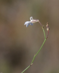 Lobelia capillifolia