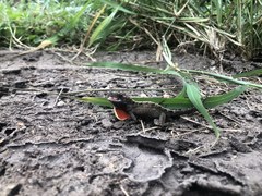 Anolis sagrei
