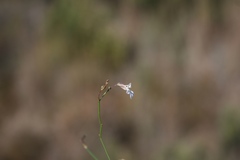 Lobelia capillifolia