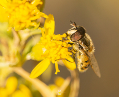 Copestylum marginatum
