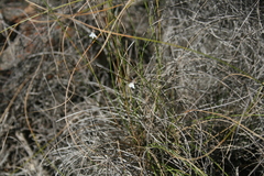 Lobelia capillifolia