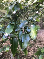 Azara serrata