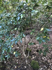 Azara serrata