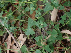Chenopodium trigonon