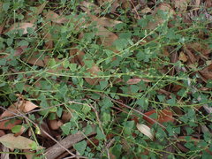 Chenopodium trigonon