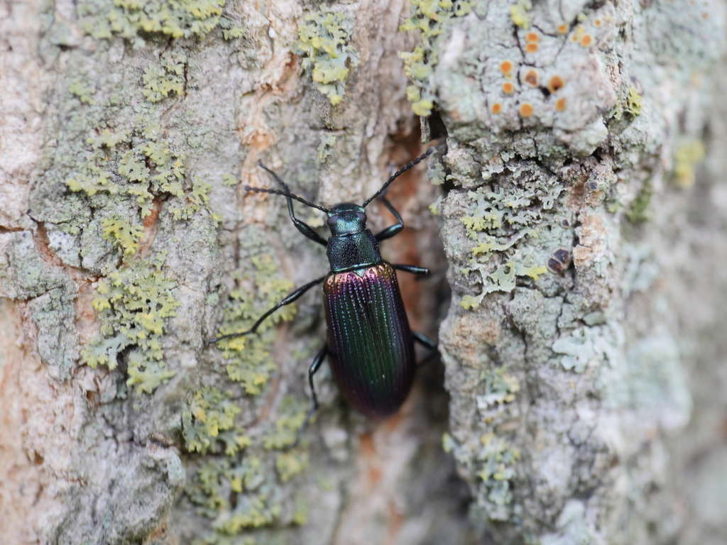 Strongylium cupreocinctum