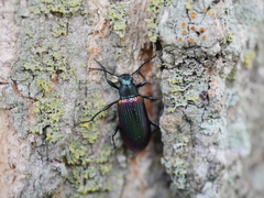 Strongylium cupreocinctum