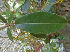 Olearia cheesemanii