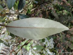 Olearia cheesemanii
