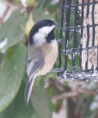 Poecile atricapillus