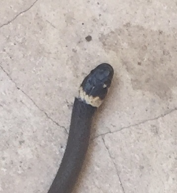 Deppe's Centipede Snake