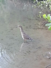 Nycticorax nycticorax obscurus