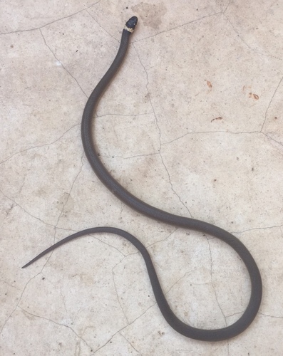 Deppe's Centipede Snake