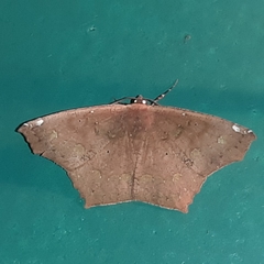 Paragonia cruraria
