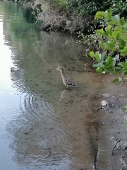 Nycticorax nycticorax obscurus