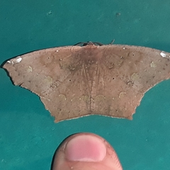 Paragonia cruraria