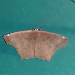 Paragonia cruraria