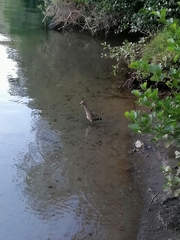 Nycticorax nycticorax obscurus