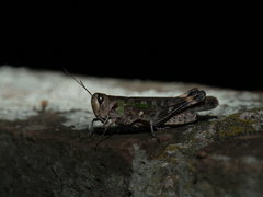 Rhammatocerus pictus