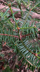 Torreya nucifera