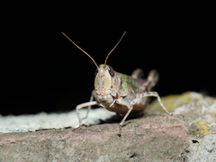 Rhammatocerus pictus