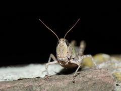Rhammatocerus pictus