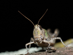 Rhammatocerus pictus