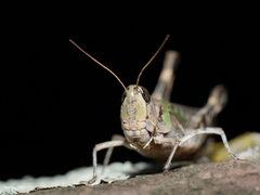 Rhammatocerus pictus