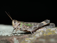 Rhammatocerus pictus