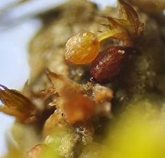 Microbryum curvicollum