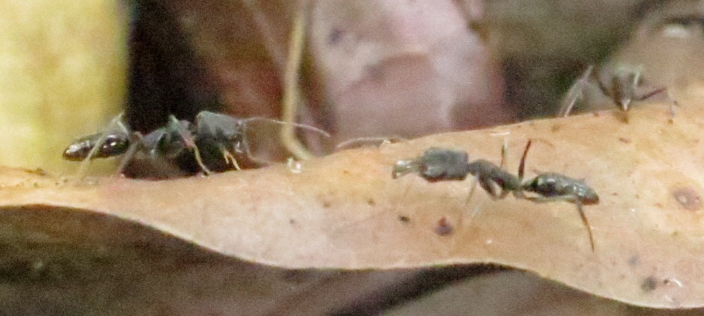 Odontomachus troglodytes