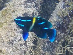 Neoglyphidodon oxyodon