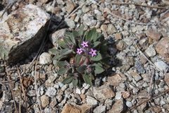 Collomia diversifolia