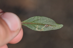 Liriomyza trifoliearum