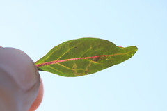 Liriomyza trifoliearum